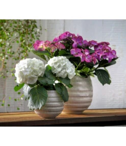 Hortensie - Hydrangea Macrophylla 'Tiffany' -Haus Pflanzen Welt 8236648 WE MO 013 8233744 HydrangeamacrophyllaHortensieTiffanyHortensieMidi