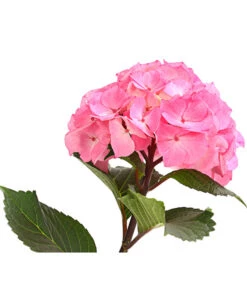 Hortensie 'Schloss Zuschendorf' 9 Hortensie 'Schloss Zuschendorf' -Haus Pflanzen Welt 8236705 WE DE 001 HortensieHydrangeaMacrophyllaSchlossZuschendorfT14OWDehnerExpressHerzig