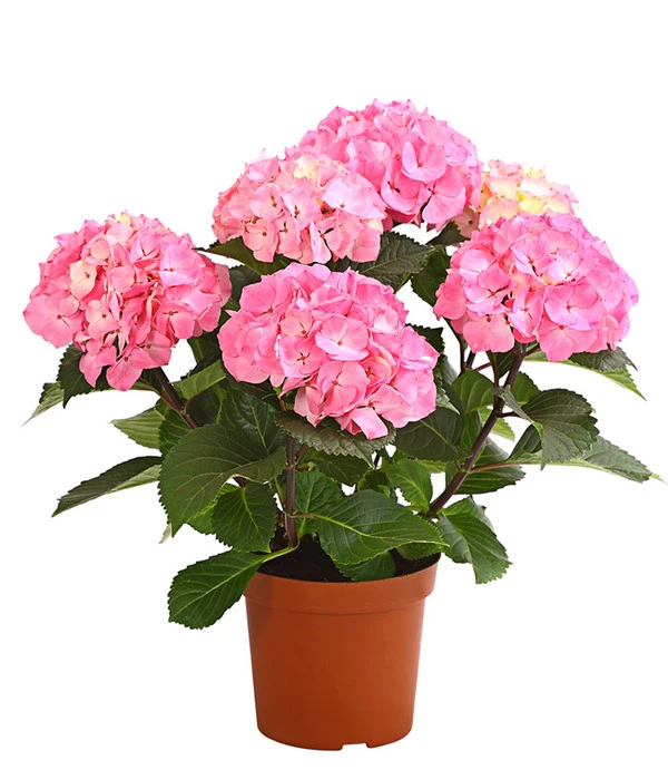 Hortensie 'Schloss Zuschendorf'