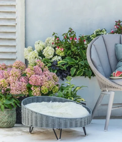 Fuchsie, Stehend, Verschiedene Farben -Haus Pflanzen Welt 8236713 WE MO 001 Hortensie