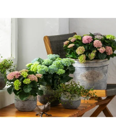 Drahtstrauch - Muehlenbeckia Complexa 10 Drahtstrauch - Muehlenbeckia Complexa -Haus Pflanzen Welt 8236713 WE MO 001 HortensieMagicalMidiMixT10HydrangeaMacrophylla