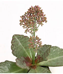 Kalanchoe - Kalanchoe Humilis 'Desert Surprise' -Haus Pflanzen Welt 8238719 PR DE 001 KalanchoeDesertSurpriseT10DehnerExpressHerzig