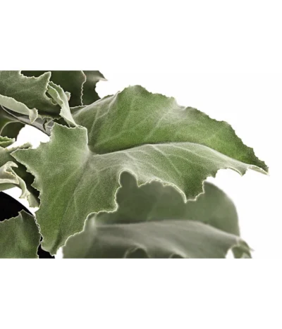 Elefantenohr - Kalanchoe Beharensis 6 Elefantenohr - Kalanchoe Beharensis -Haus Pflanzen Welt 8238776 PR DE 001 KalanchoeBeharensisDehnerExpressHerzig