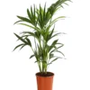Kentiapalme - Howea Forsteriana 2 Kentiapalme - Howea Forsteriana -Haus Pflanzen Welt 8239733 WE FS 001 HoweaForsterianaT17DehnerExpressHerzig