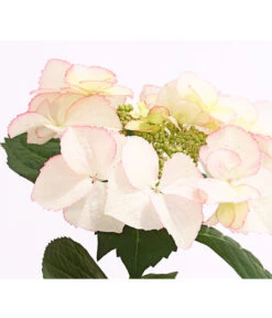Hortensie 'Love You Kiss' -Haus Pflanzen Welt 8240046 PR DE 001 HortensieHydrangeaMacrophyllaLoveYouKissOWT14DehnerExpressHerzig