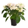 Hortensie 'Love You Kiss' -Haus Pflanzen Welt 8240046 PR FS 001 HortensieHydrangeaMacrophyllaLoveYouKissOWT14DehnerExpressHerzig