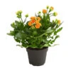 Flammendes Käthchen - Kalanchoe Blossfeldiana, Gefüllt -Haus Pflanzen Welt 8240541 WE FS 001 FlammendesKaethchenKalanchoeOrangeGefuelltT13OWDehnerExpressHerzig