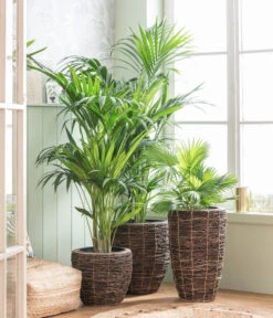 Dehner Holz-Vase Akira, Rund, Braun, Ca. Ø34/H55 Cm -Haus Pflanzen Welt 8240764 WE MO 001 Howea