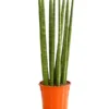 Bogenhanf - Sansevieria Cylindrica 'Straight' -Haus Pflanzen Welt 8241127 PR FS 001 SansevieriaCylindricaBogenhanfT17DehnerExpressHerzig