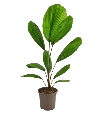Strahlenpalme - Licuala Grandis