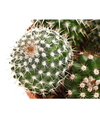 Warzenkaktus - Mammilaria, Verschiedene Sorten -Haus Pflanzen Welt 8242190 PR DE 002 MammillariaT10 5DehnerExpressHerzig