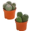 Warzenkaktus - Mammilaria, Verschiedene Sorten 2 Warzenkaktus - Mammilaria, Verschiedene Sorten -Haus Pflanzen Welt 8242190 PR FS 001 MammillariaMixT10 5