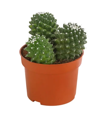 Warzenkaktus - Mammilaria, Verschiedene Sorten -Haus Pflanzen Welt 8242190 PR FS 001 MammillariaT10 5DehnerExpressHerzig