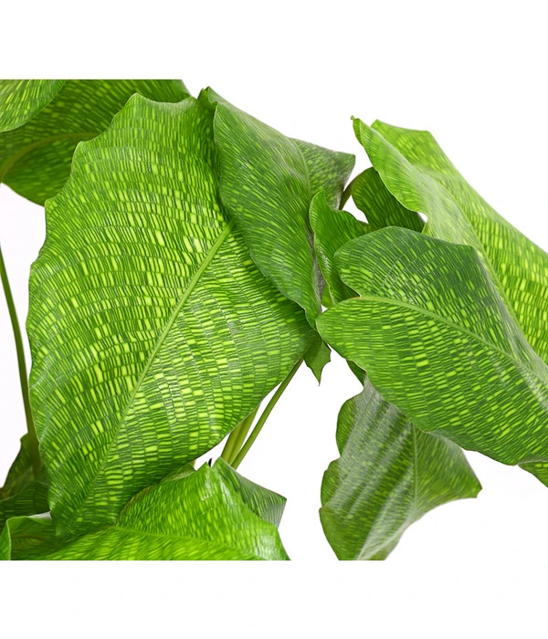 Korbmarante - Calathea Mosaica 6 Korbmarante - Calathea Mosaica – Bild 4