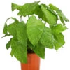 Korbmarante - Calathea Mosaica -Haus Pflanzen Welt 8242844 PR FS 001 CalatheaMosaicaT14DehnerExpressHerzig