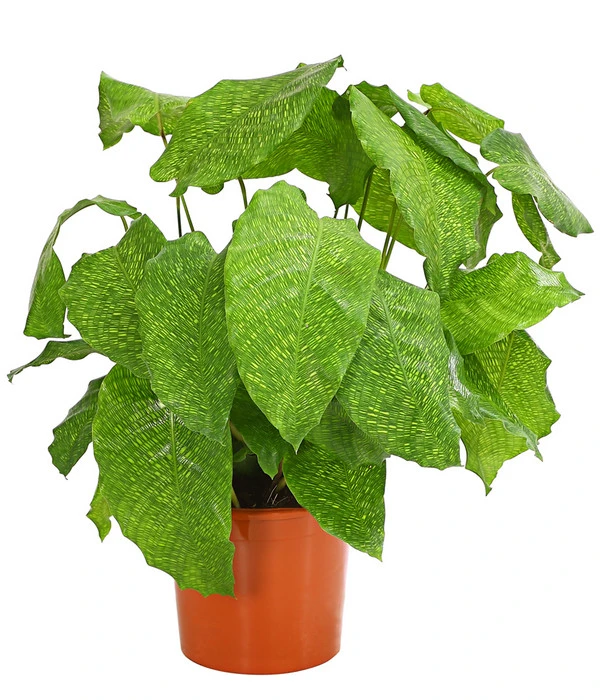 Korbmarante - Calathea Mosaica 3 Korbmarante - Calathea Mosaica