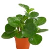 Peperomie - Peperomia Obtusifolia 1 Peperomie - Peperomia Obtusifolia -Haus Pflanzen Welt 8243040 PR FS 001 PeperomiaObtusifoliaT12DehnerExpressHerzig