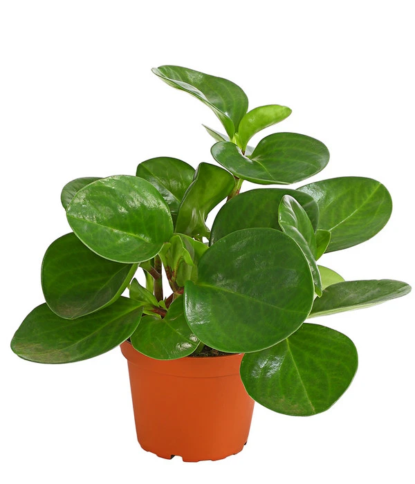 Peperomie - Peperomia Obtusifolia 3 Peperomie - Peperomia Obtusifolia