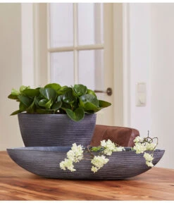 Peperomie - Peperomia Obtusifolia 9 Peperomie - Peperomia Obtusifolia -Haus Pflanzen Welt 8243040 PR MO 001 PeperomiaObtusifoliaGPS