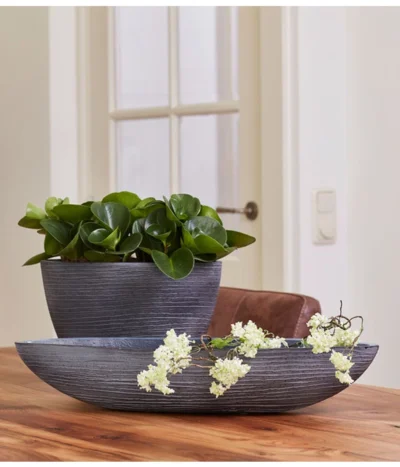 Peperomie - Peperomia Obtusifolia -Haus Pflanzen Welt 8243040 PR MO 001 PeperomiaObtusifoliaGPS