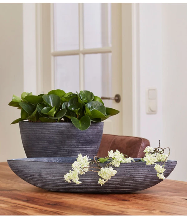 Peperomie - Peperomia Obtusifolia 6 Peperomie - Peperomia Obtusifolia – Bild 4