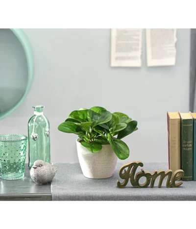 Peperomie - Peperomia Obtusifolia 'Lime' 7 Peperomie - Peperomia Obtusifolia 'Lime' -Haus Pflanzen Welt 8243057 PR MO 001 PeperomiaOptusifoliaDehnerExpressHerzig