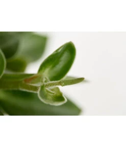 Peperomie - Peperomia Orba 'Pixie Lime' -Haus Pflanzen Welt 8243065 PR DE 001 ZwergpfefferPeperomiaPixieLimeT12DehnerExpressZS