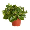 Peperomie - Peperomia Orba 'Pixie Lime' -Haus Pflanzen Welt 8243065 PR FS 001 ZwergpfefferPeperomiaPixieLimeT12DehnerExpressZS