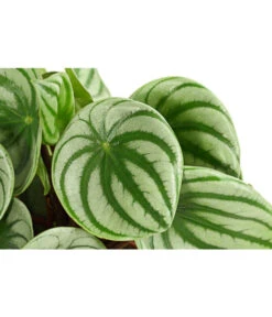 Wassermelonen-Peperomie - Peperomia Argyreia -Haus Pflanzen Welt 8243487 PR DE 001 PeperomiaArgyreiaT12DehnerExpressHerzig