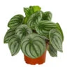 Wassermelonen-Peperomie - Peperomia Argyreia -Haus Pflanzen Welt 8243487 PR FS 001 PeperomiaArgyreiaT12DehnerExpressHerzig