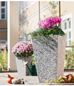 Drahtstrauch - Muehlenbeckia Complexa -Haus Pflanzen Welt 8244014 8217580 PR MO 001 MuehlenbeckiaDrahtweinAlpenveilchenGranitTopfGrau30x30x49cm