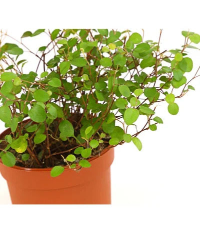 Drahtstrauch - Muehlenbeckia Complexa 11 Drahtstrauch - Muehlenbeckia Complexa -Haus Pflanzen Welt 8244014 WE DE 001 WeissfruechtigerDrahtstrauchMuehlenbeckiaComplexaT9DehnerExpressHerzig