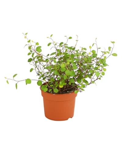 Drahtstrauch - Muehlenbeckia Complexa