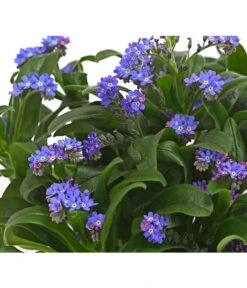 Vergissmeinnicht 13 Vergissmeinnicht -Haus Pflanzen Welt 8244501 PR DE 001 MyosotisSylvaticaVergissmeinnichtT11DehnerHerzig