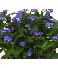 Beet- & Balkonpflanzen-Set Bunter Frühling, 6-teilig -Haus Pflanzen Welt 8244501 WE DE 003 VergissmeinnichtMyosotisSylvaticaT11