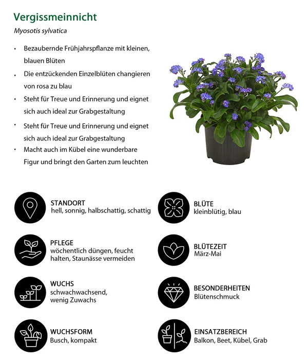 Vergissmeinnicht 7 Vergissmeinnicht – Bild 5
