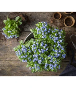 Vergissmeinnicht 11 Vergissmeinnicht -Haus Pflanzen Welt 8244501 WE MO 001 MyosotisSylvaticaVergissmeinnichtT11blauGC2021