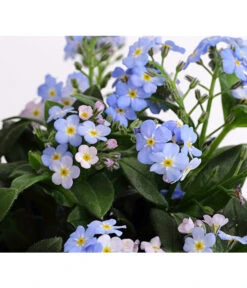 Vergissmeinnicht 'Myomark' -Haus Pflanzen Welt 8244519 PR DE 001 MyosotisMyomarkT12DehnerExpressHerzig