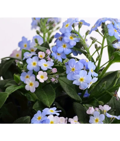 Vergissmeinnicht 'Myomark' 19 Vergissmeinnicht 'Myomark' -Haus Pflanzen Welt 8244519 PR DE 001 MyosotisMyomarkT12DehnerExpressHerzig