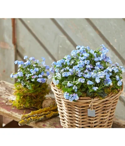 Vergissmeinnicht 'Myomark' 14 Vergissmeinnicht 'Myomark' -Haus Pflanzen Welt 8244519 PR MO 001 MyosotisMyomarkBL2 5