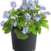 Vergissmeinnicht 'Myomark' -Haus Pflanzen Welt 8244519 WE FS 001 MyosotisMyomark