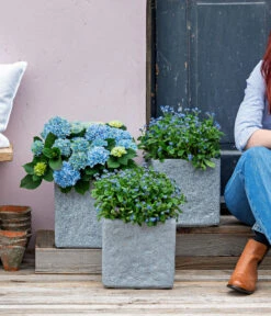 Vergissmeinnicht 'Myomark' -Haus Pflanzen Welt 8244519 WE MO 001 Vergissmeinicht