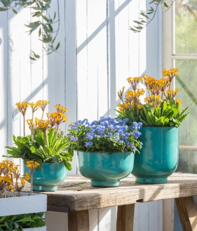 Vergissmeinnicht 'Myomark' 12 Vergissmeinnicht 'Myomark' -Haus Pflanzen Welt 8244519 WE MO 001 VergissmeinnichtMyomark