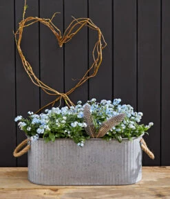 Vergissmeinnicht 'Myomark' -Haus Pflanzen Welt 8244519 WE MO 002 VergissmeinnichtMyomark