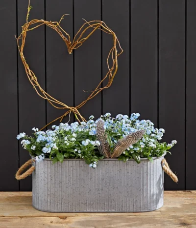 Vergissmeinnicht 'Myomark' 13 Vergissmeinnicht 'Myomark' -Haus Pflanzen Welt 8244519 WE MO 002 VergissmeinnichtMyomark