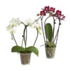 Midi Schmetterlingsorchidee - Phalaenopsis Cultivars, Zweitriebig, Verschiedene Sorten -Haus Pflanzen Welt 8245052 PR FS 003 PhalaenposisHybrideT9DehnerExpressHerzig