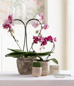 Schmetterlingsorchidee - Phalaenopsis Cultivars 'Heart', Verschiedene Sorten -Haus Pflanzen Welt 8245052 WE MO 001 SchmetterlingsorchideeMidi 1