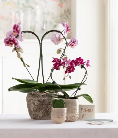 Schmetterlingsorchidee - Phalaenopsis Cultivars 'Heart', Verschiedene Sorten 17 Schmetterlingsorchidee - Phalaenopsis Cultivars 'Heart', Verschiedene Sorten -Haus Pflanzen Welt 8245052 WE MO 001 SchmetterlingsorchideeMidi 1