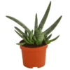 Gasterie - Gasteria Verrucosa -Haus Pflanzen Welt 8247041 PR FS 001 GasteriaVerruscosaT10 5DehnerExpressHerzig