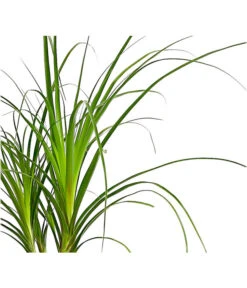 Haus Pflanzen Welt -Haus Pflanzen Welt 8247876 PR DE 001 BeaucarneaRecurvata3TrieberDehnerExpressHerzig